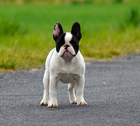 Bulldog Francuski - French Bulldog