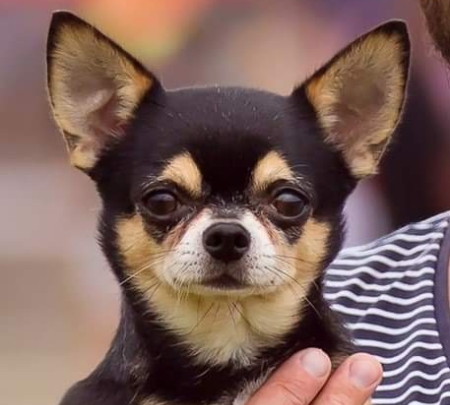 Chihuahua Short-haired 