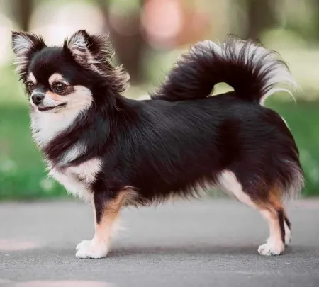 Chihuahua Long-haired