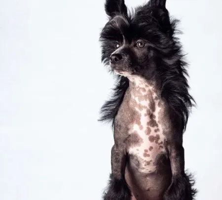 Chinese Crested Dog Hairless