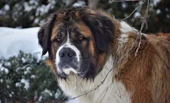 Moskiewski Pies Stróżujący - Moscow Watchdog