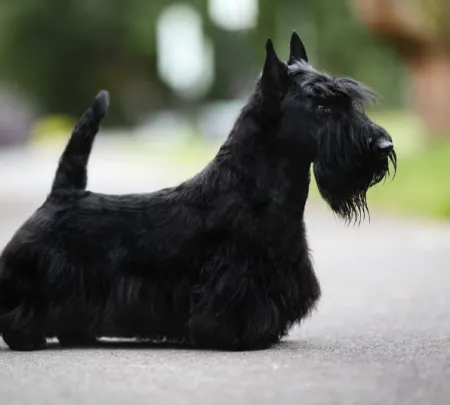 Terrier Szkocki - Scottish Terrier
