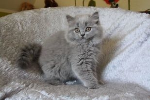 Kot Brytyjski Krótkowłosy - British Shorthair Cat