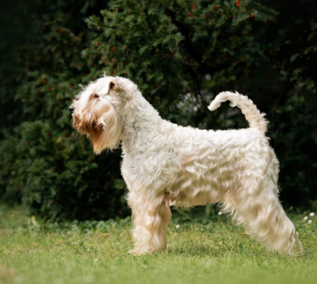 Irish Soft - coated Wheaten Terrier
