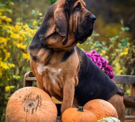 Bloodhound - Pies Świętego Huberta