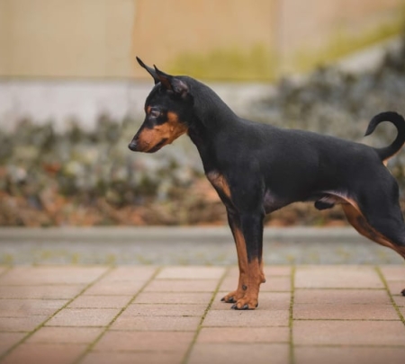 Miniature Pinscher Dog Breed