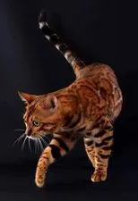 Kot Bengalski - Bengal Cat